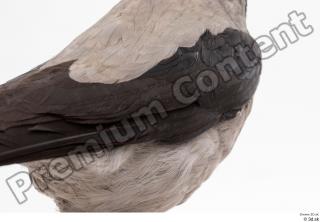 Carrion crow back bird wing 0001.jpg